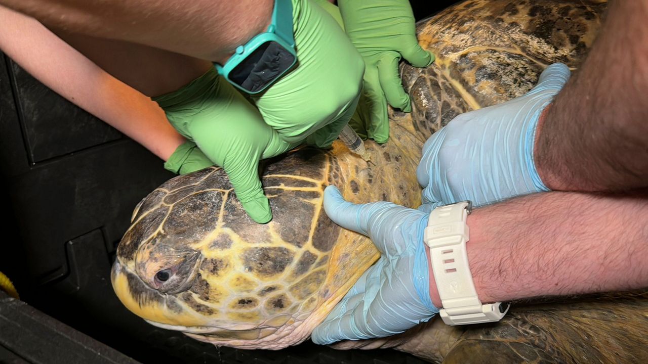 Ancient sea turtle housed at Boston aquarium for more than 50 years ...
