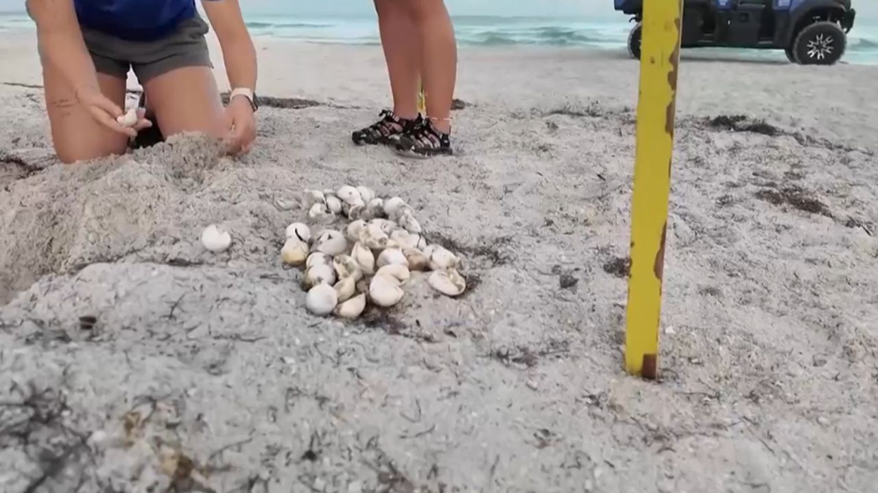Clearwater Marine Aquarium works to give sea turtles a fighting chance