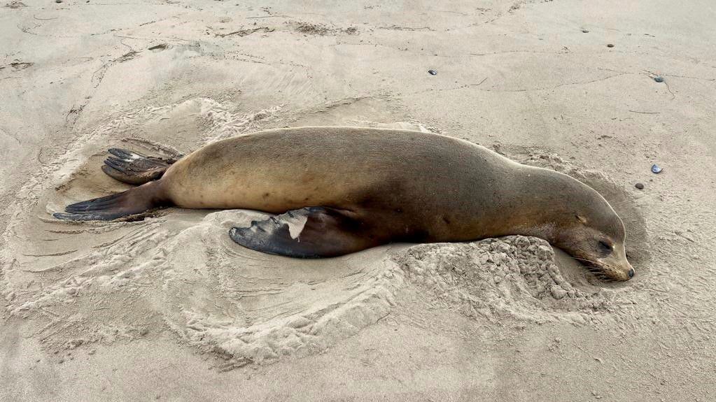 San Diego Sea Lions and Seals: A Guide and 5 Reasons to View Them in Water