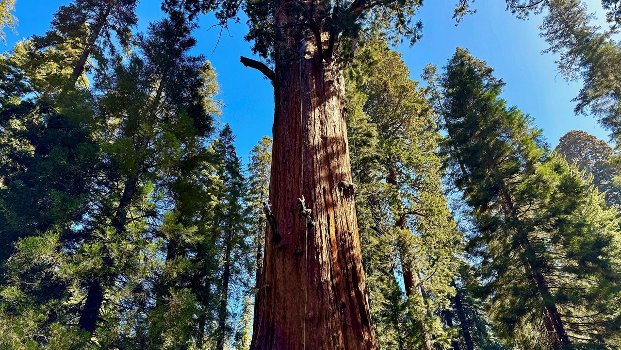 Researchers climb General Sherman, the world's largest tree, in Sequoia National Park, Calif. on Tuesday, May 21, 2024. (AP Photo/Terry Chea)