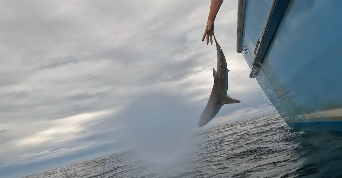 NC researchers study shark migration and conservation