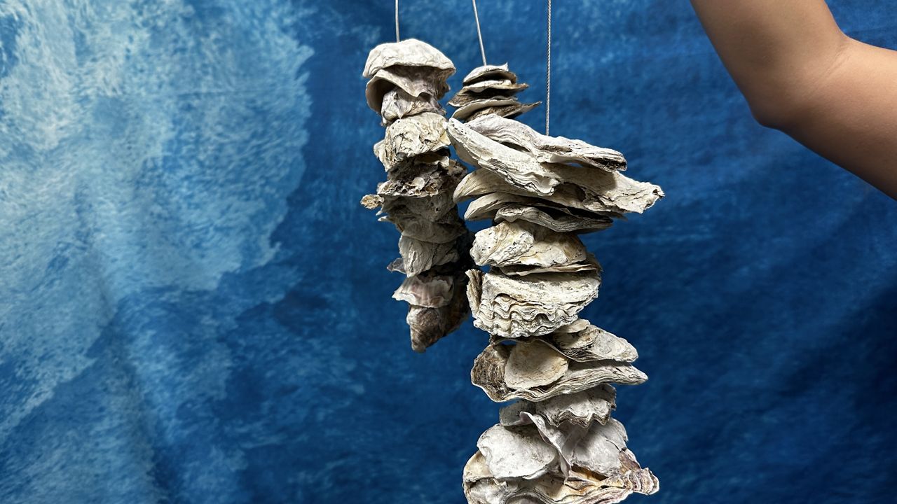 Shells on a string aim to boost oyster population in SoCal