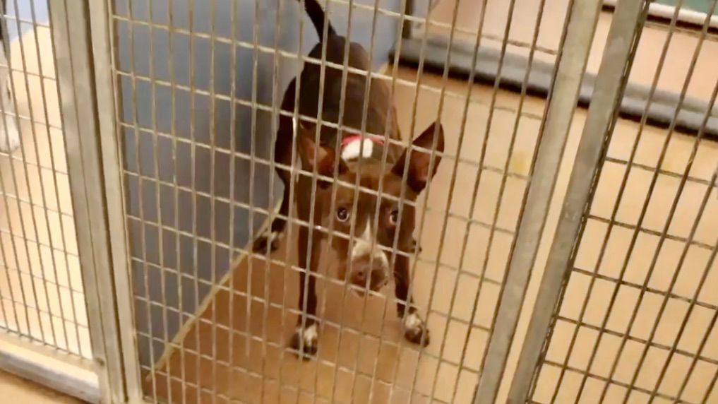 An abandoned dog sits in a kennel at a San Diego Humane Society shelter. (Courtesy San Diego Humane Society)