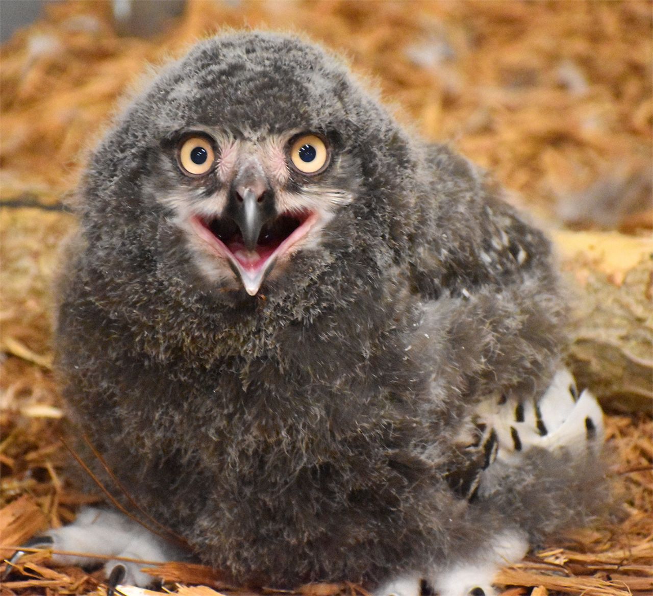 a baby owl