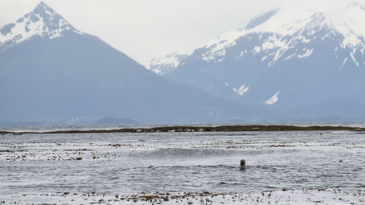 A harbor seal pokes its head up near Low Island in Sitka Sound, Thursday, June 1, 2023. The area was the site of a fatal charter boat accident, Sunday, May 28. (James Poulson/The Daily Sitka Sentinel via AP)