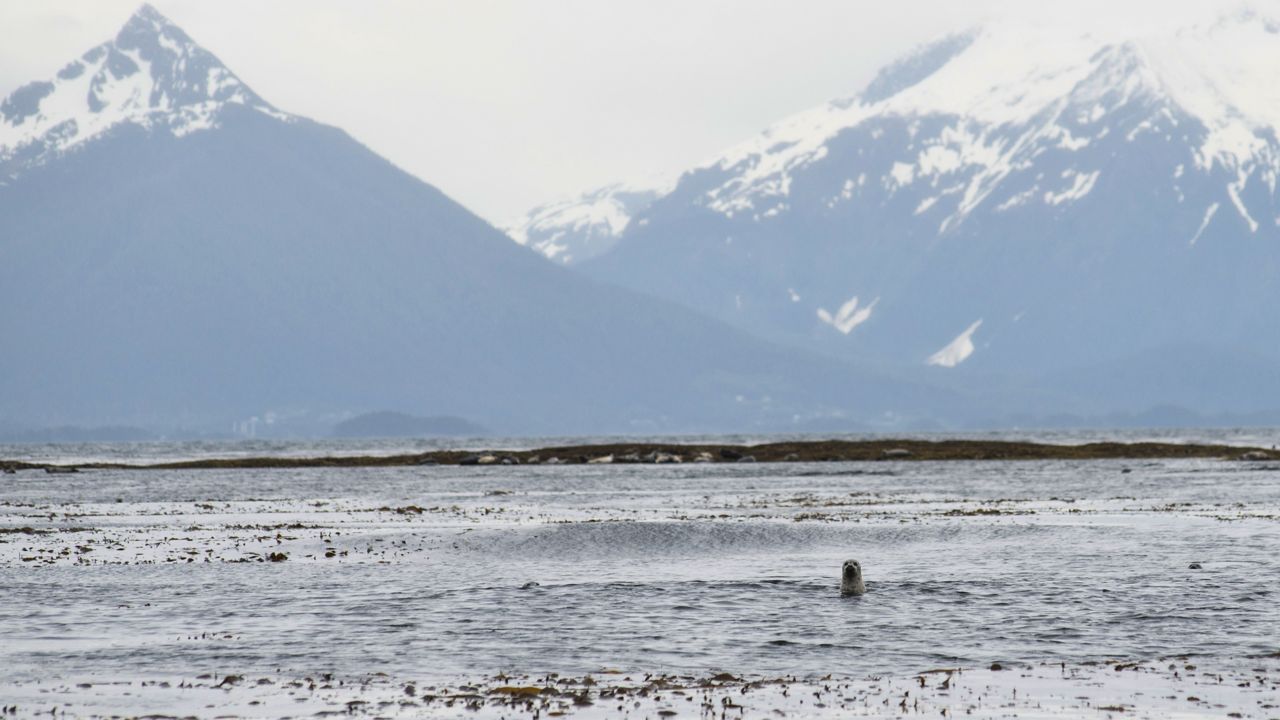 Heads up, Homer anglers! The 2024 - Visit Homer Alaska