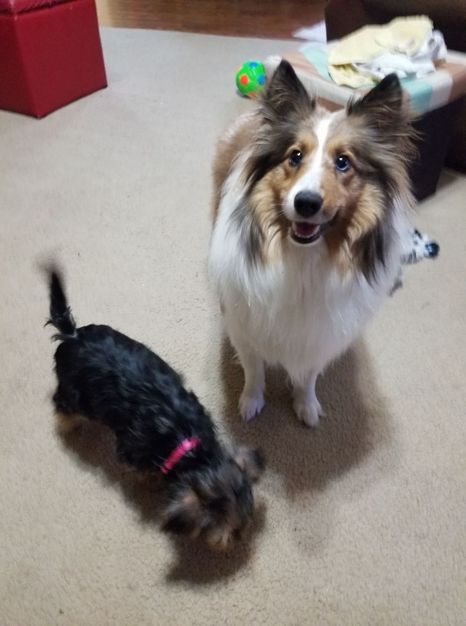Spectrum News viewer Steffany Karsteter shared this pic of Skye and little Yorkie Maggie Mae. 