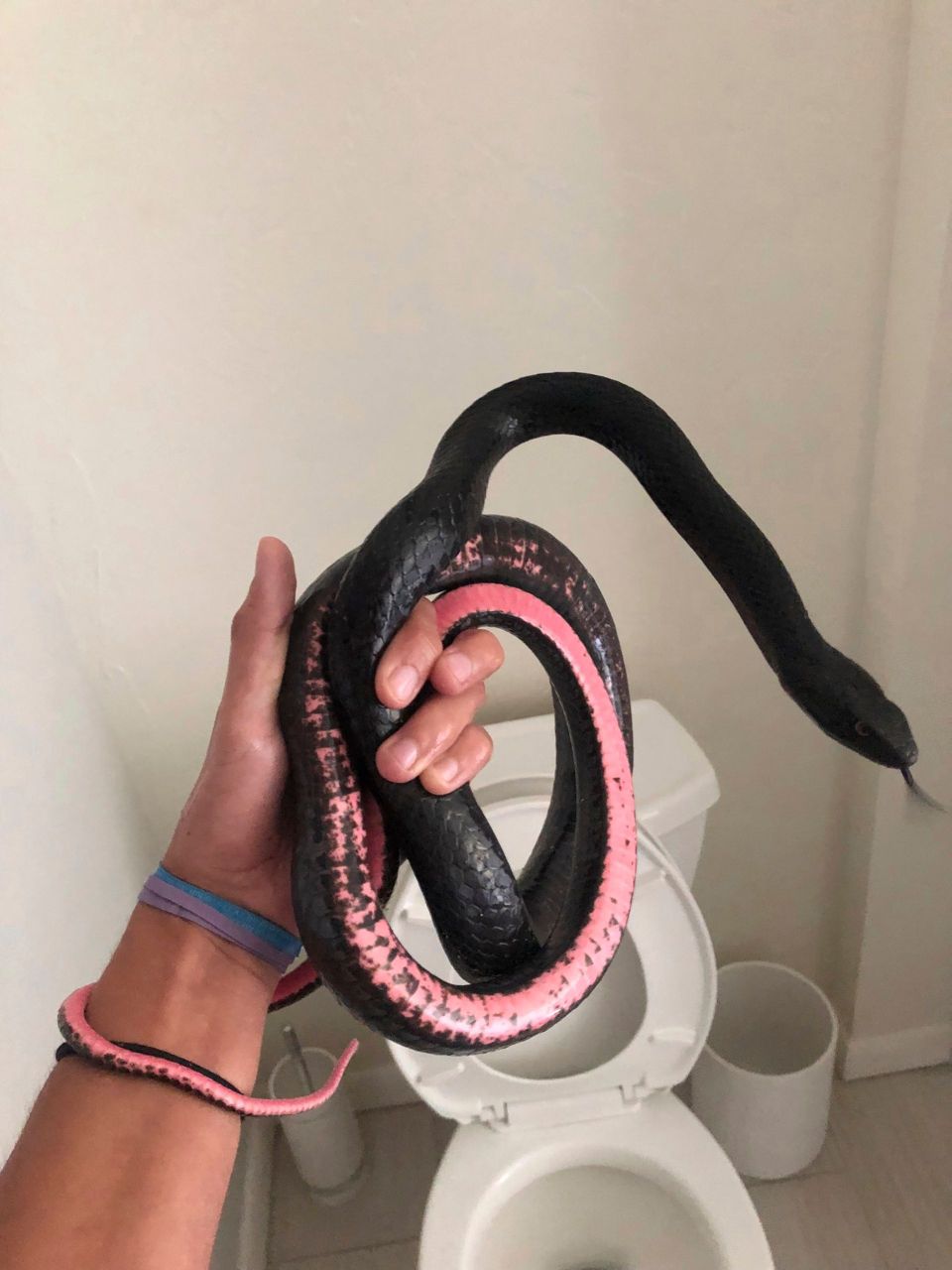 Snake in a toilet Slithering visitor to Arizona home camps out where(02)