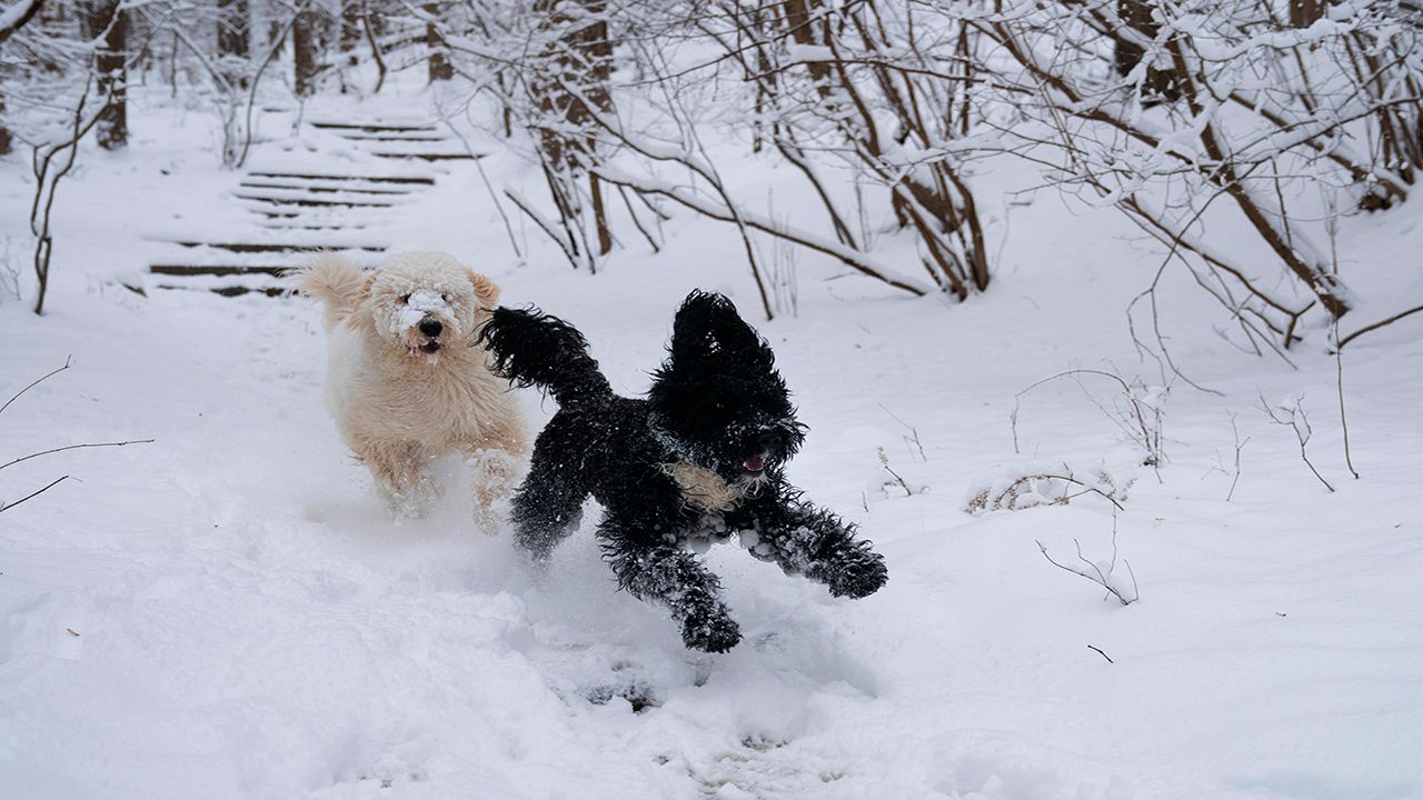 Shoveling snow