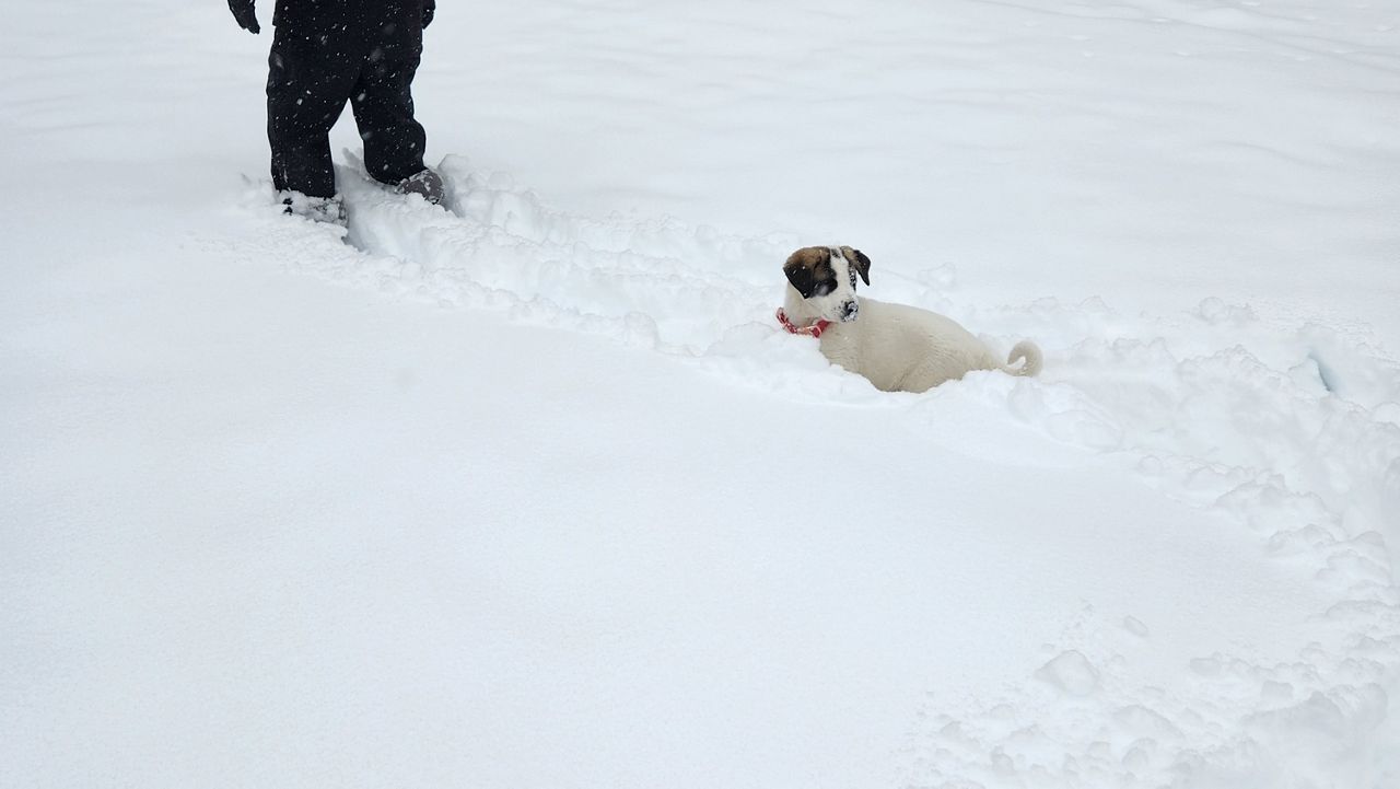 Dog in the snow