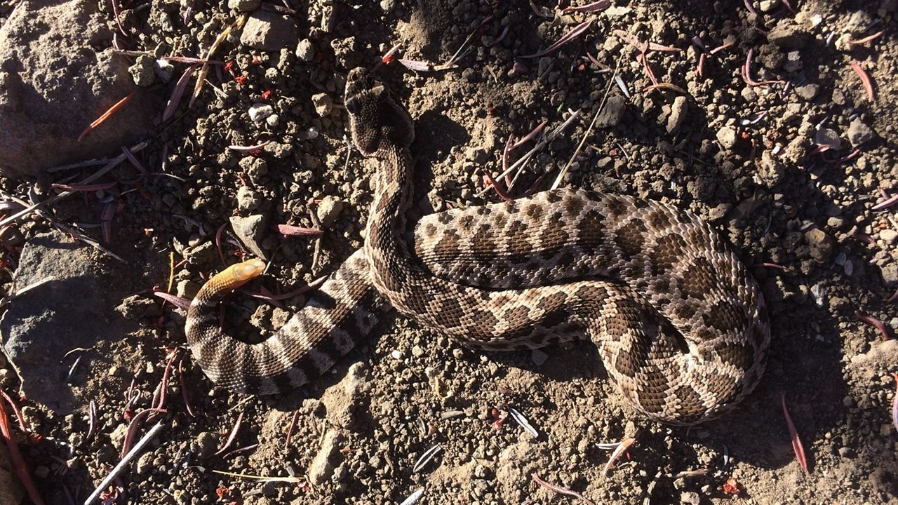 Rattlesnake bites Southern California