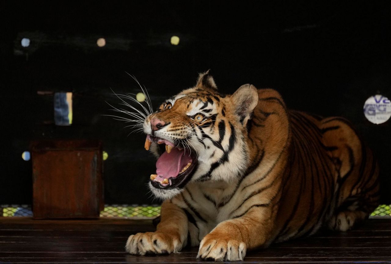 4 tigers rescued from Argentina get new home in South Africa