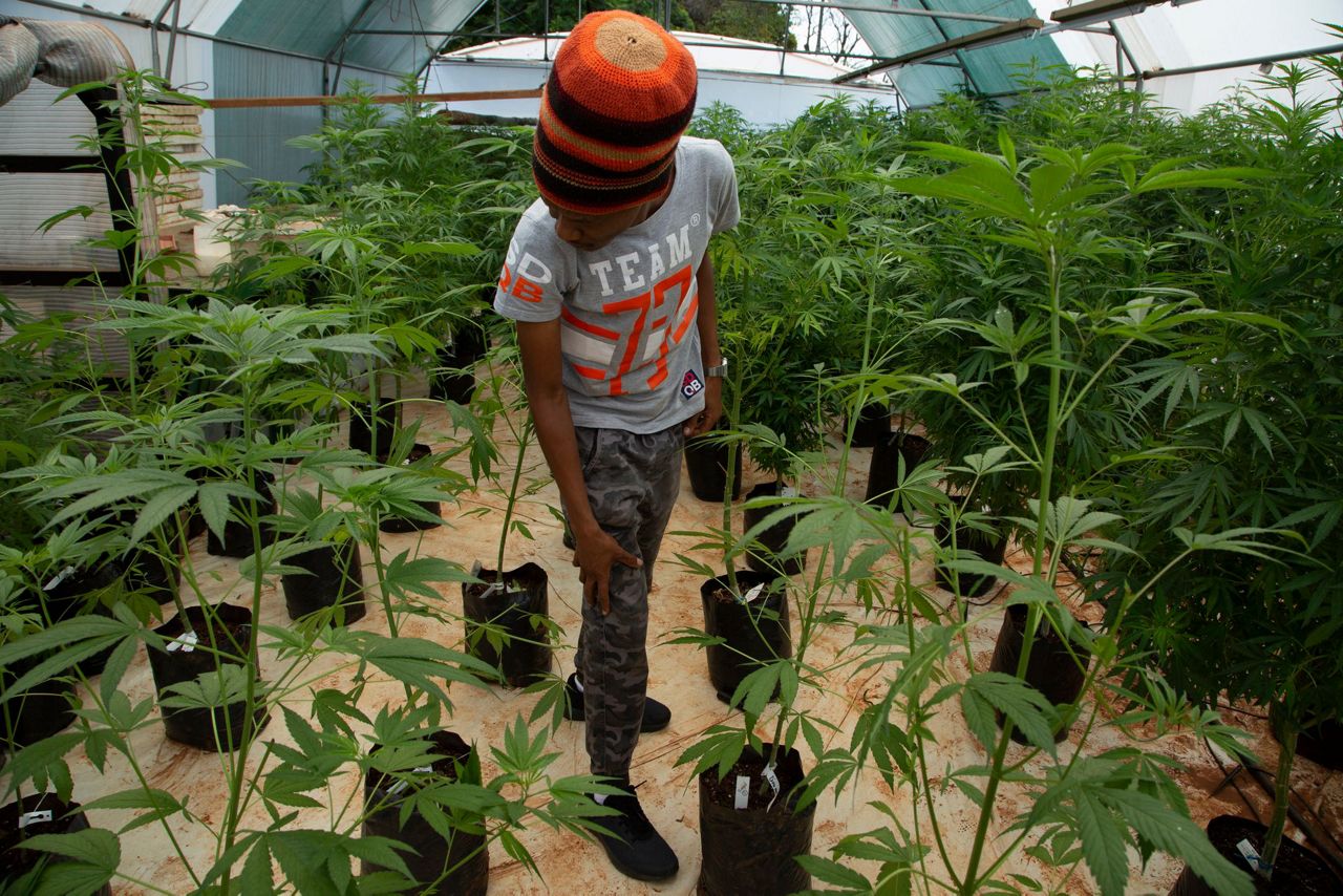South Africa's black farmers fight to enter marijuana market