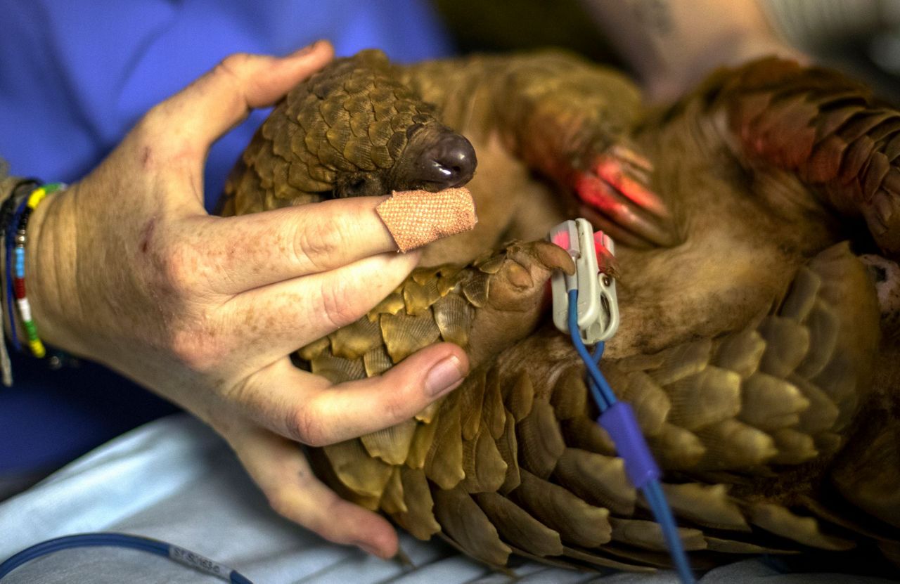 Pangolin patrol: Volunteer team rescues endangered animals