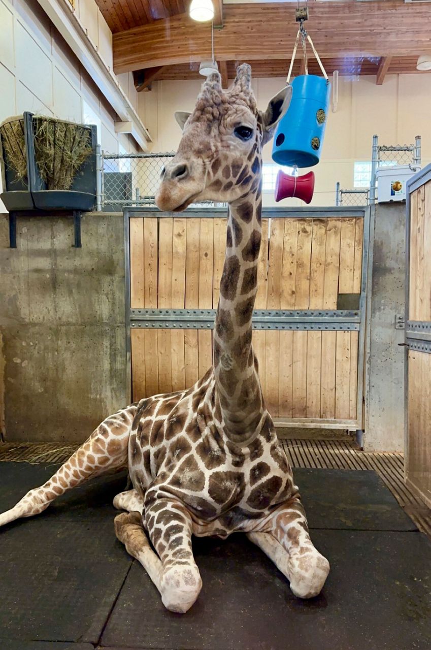 Beloved giraffe of South Dakota zoo euthanized after foot injury