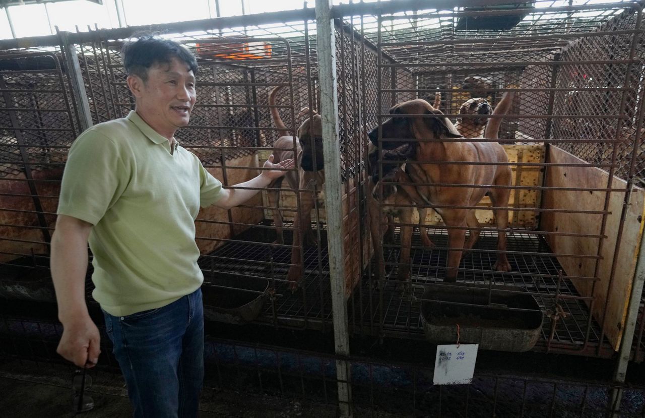 South Korean dog meat farmers push back against growing moves to outlaw