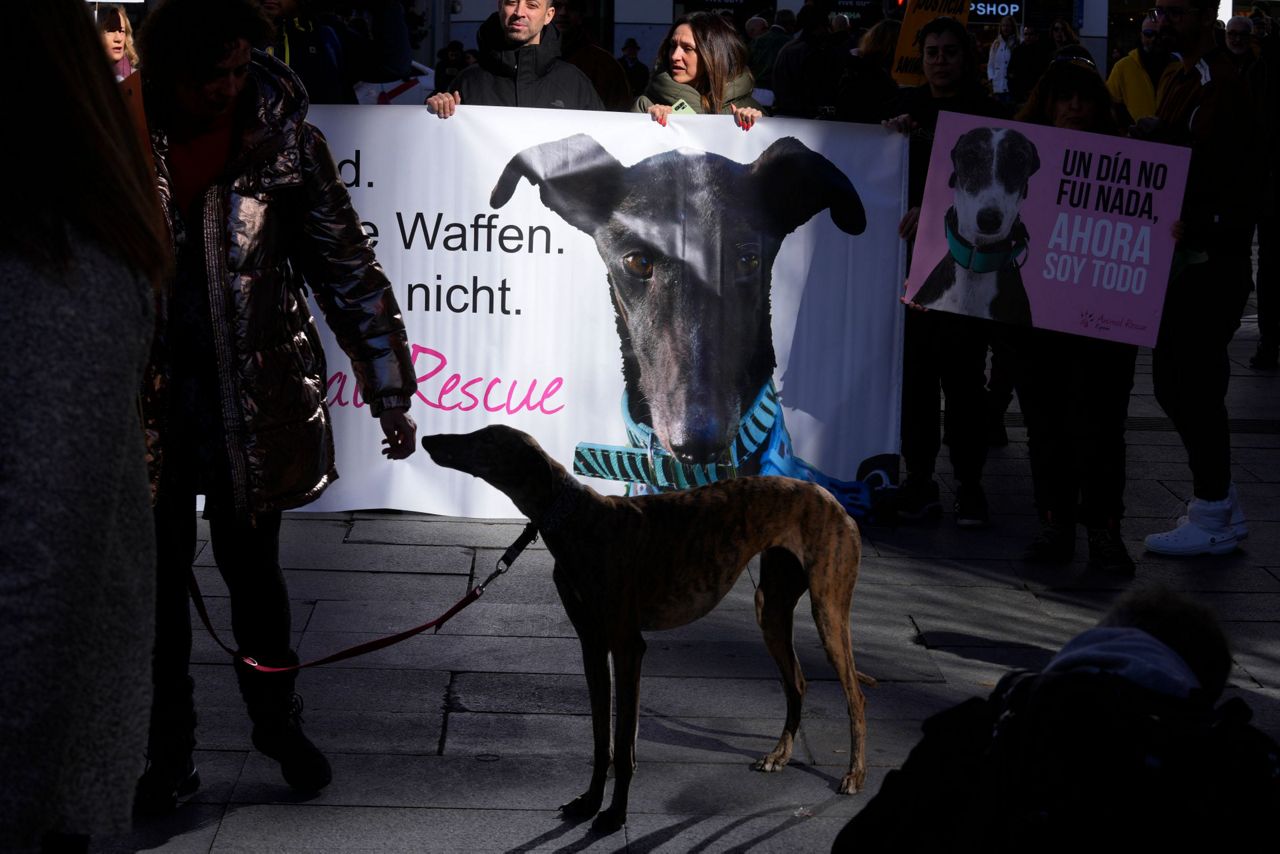 Spain: Rights groups urge more protection for hunting dogs