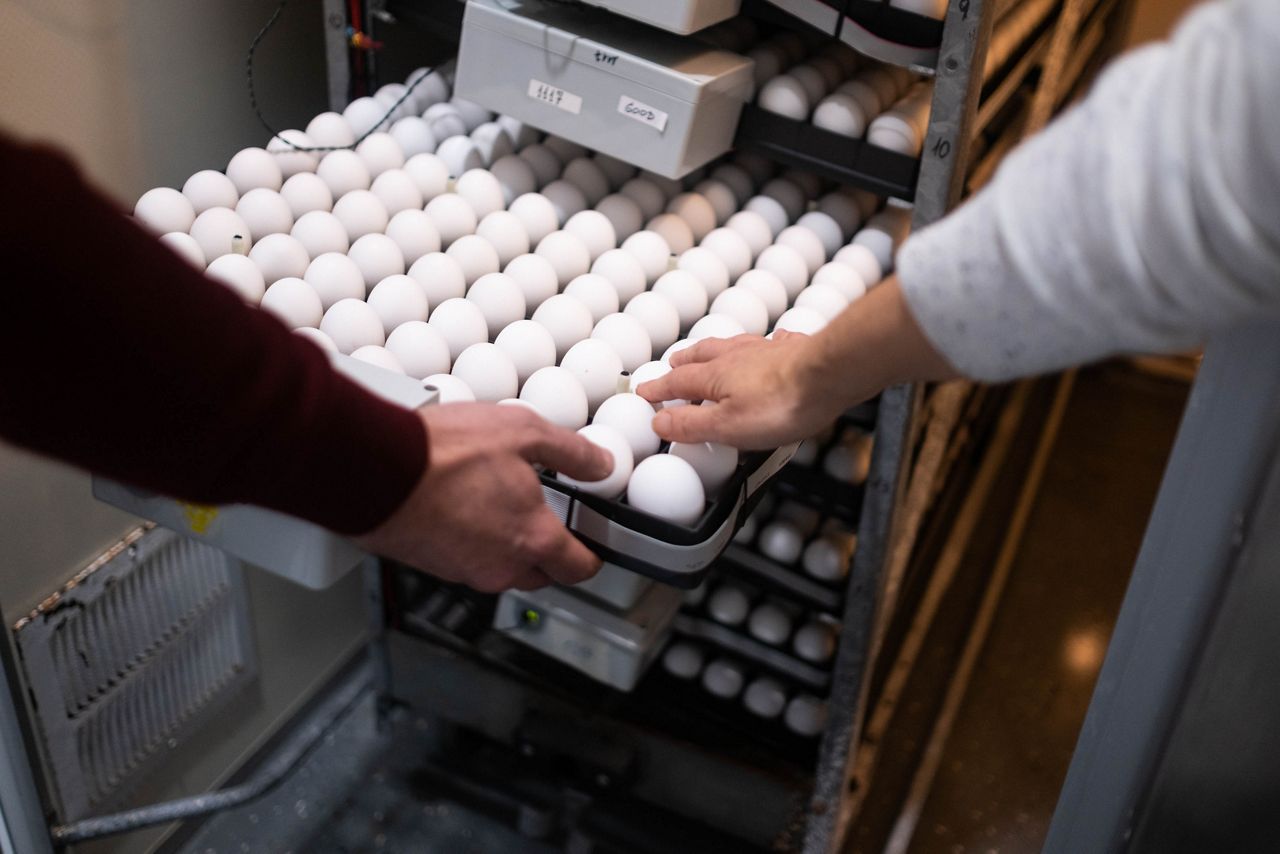 Soos, agri-tech startup, researches learn how to save chick eggs