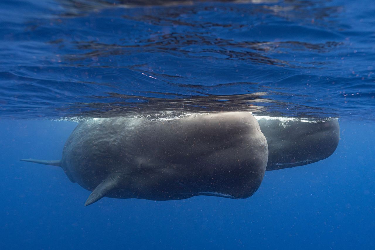 Scientists are learning the basic building blocks of sperm whale ...