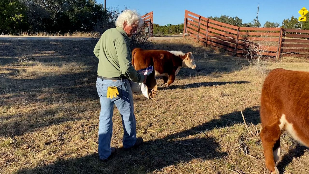 Ira Yates throwing feed for his cattle