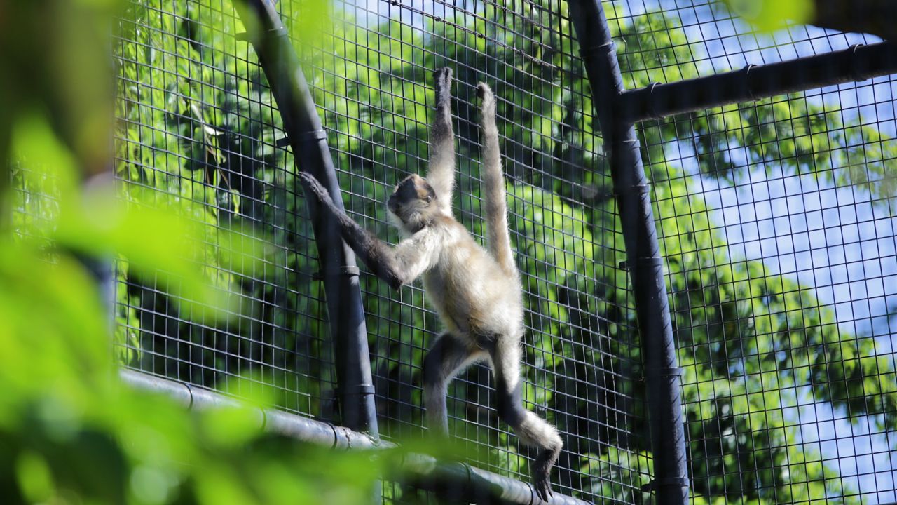 A black-handed spider monkey hanging in an exhibit built at the Honolulu Zoo in 2020. (Spectrum News/Brian McInnis)