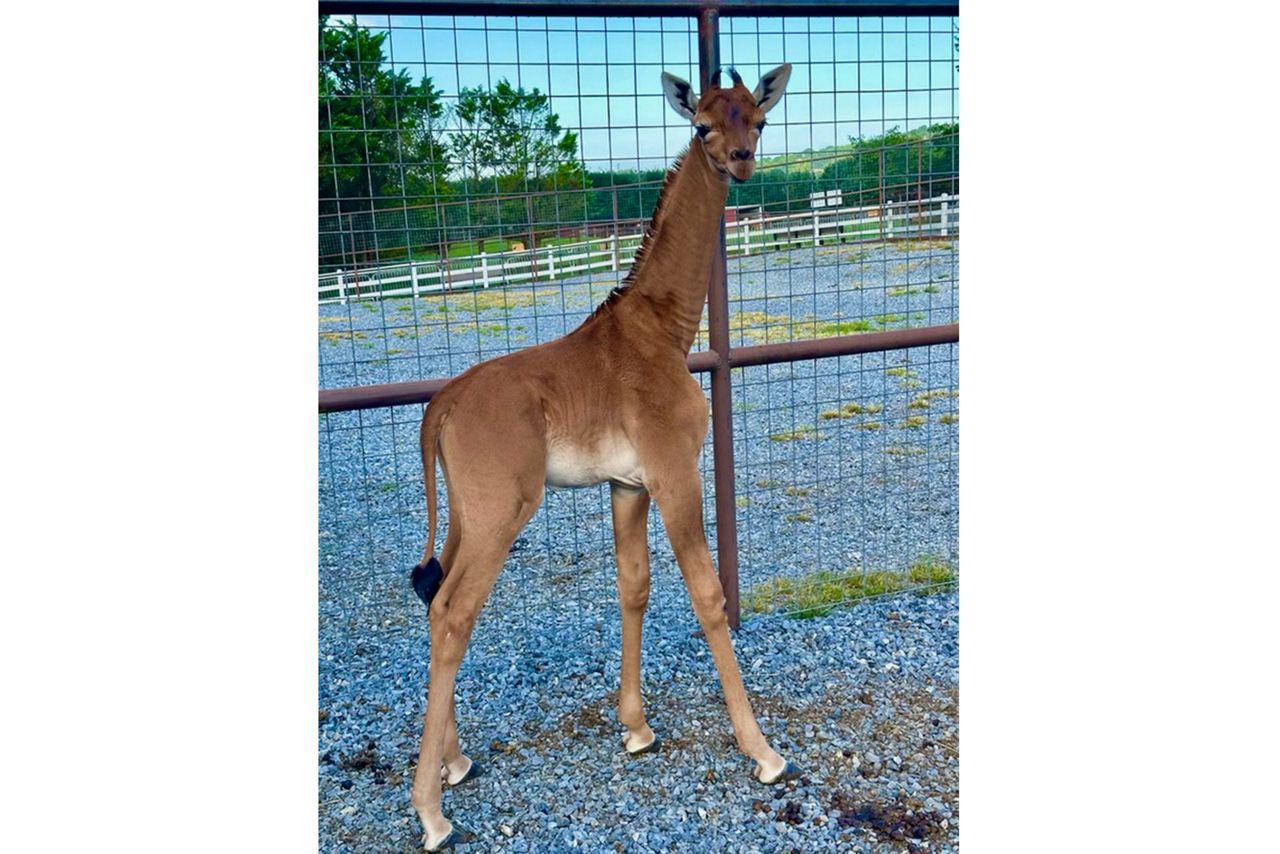 Spotless arrival Rare giraffe without coat pattern is born at