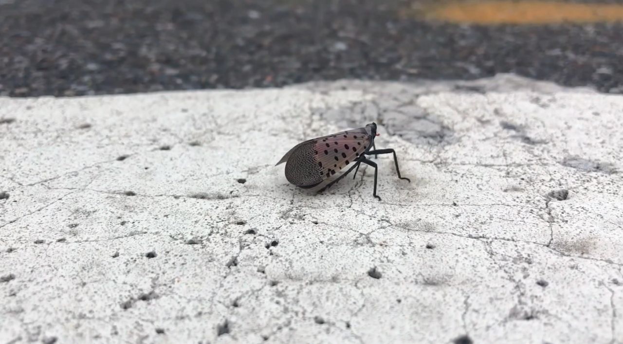 Spotted lanternfly population expanding in Massachusetts