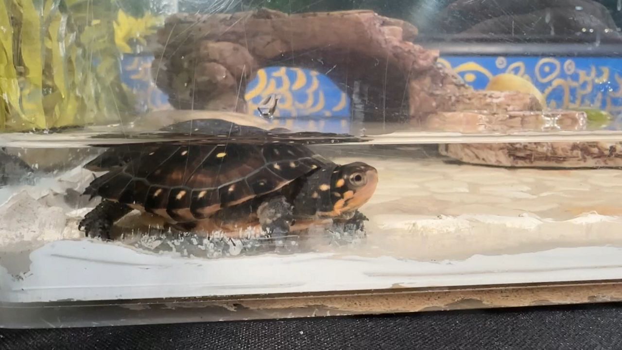 Spotted turtles