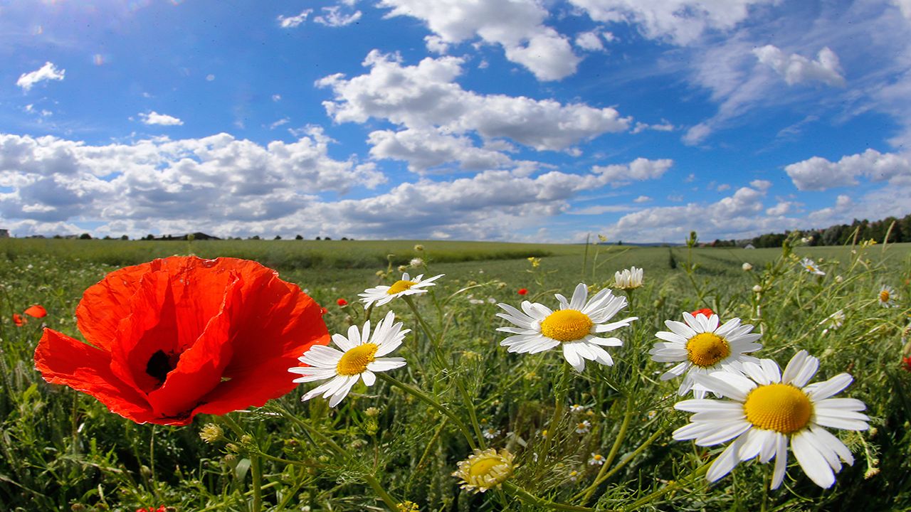 Spring flowers