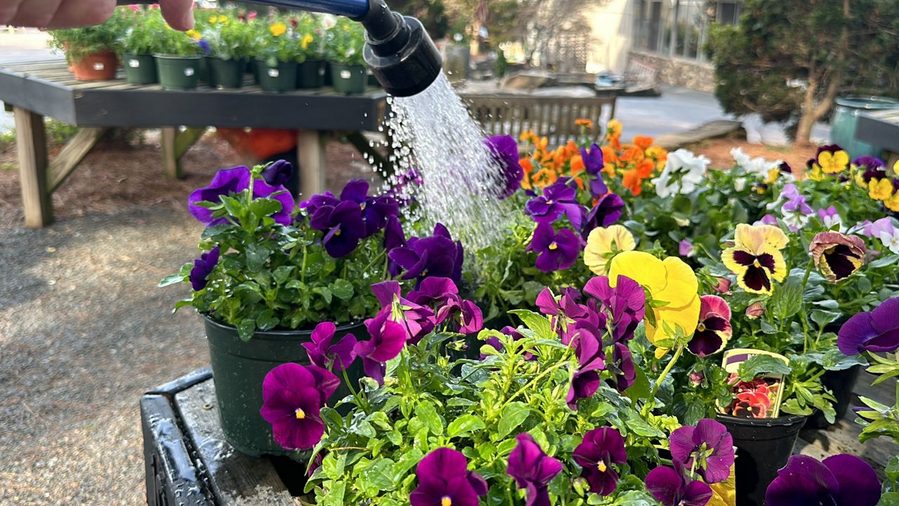 Joe Stoffregen waters some plants at his family's garden center. (Spectrum News 1/Kyleigh Panetta)