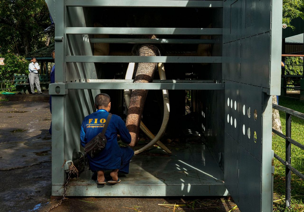 An ailing Thai elephant returns home for medical care after years of