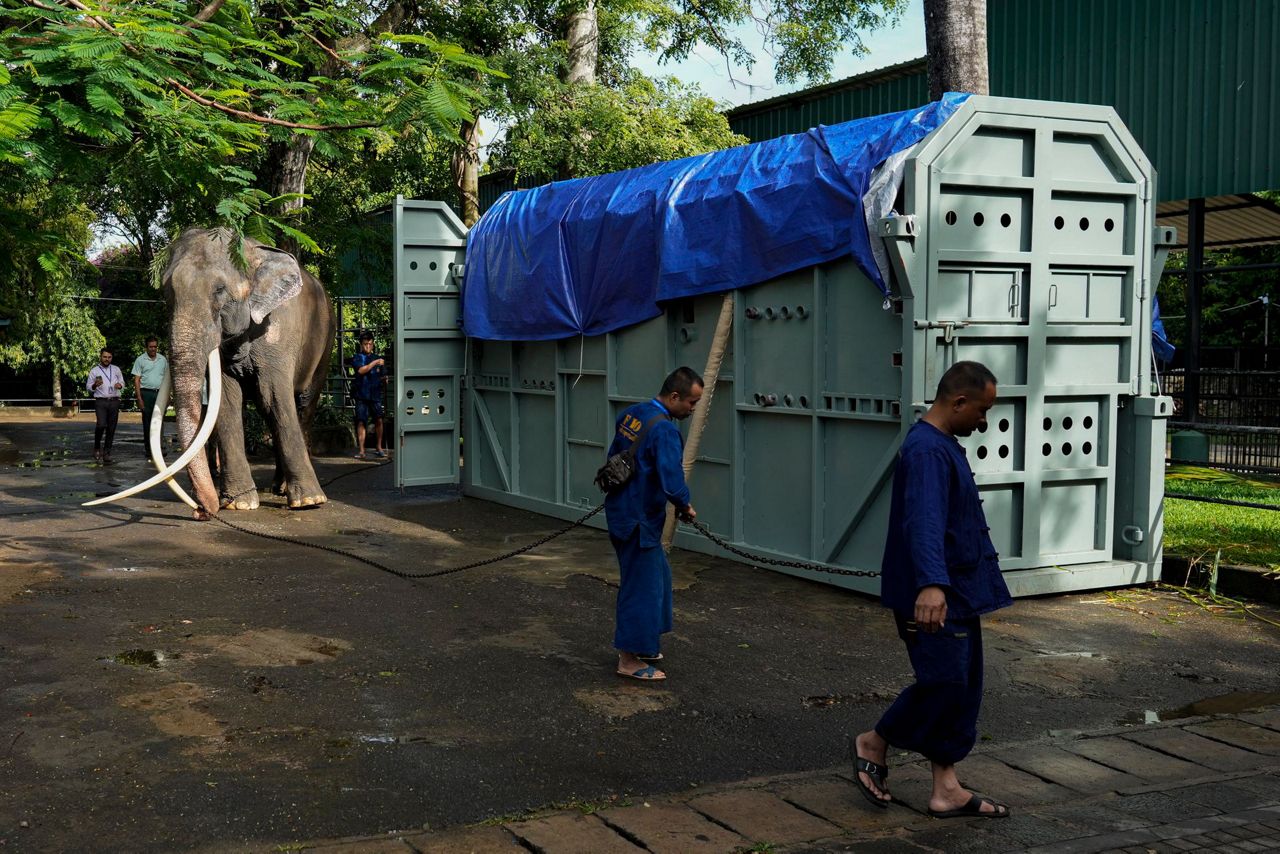 An ailing Thai elephant returns home for medical care after years of