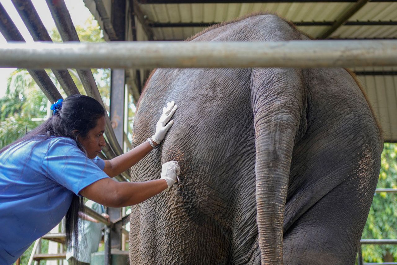 An ailing Thai elephant returns home for medical care after years of