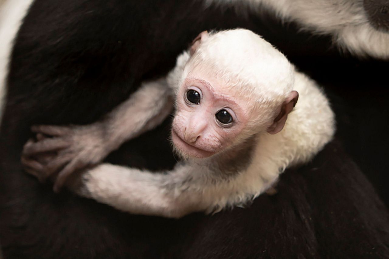 New colobus monkey makes debut at St. Louis Zoo