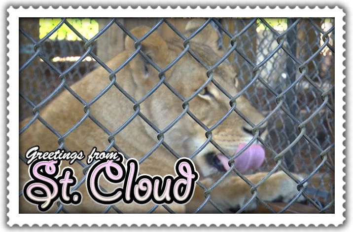 Get Up Close to Big Cats at Central Florida Animal Reserve