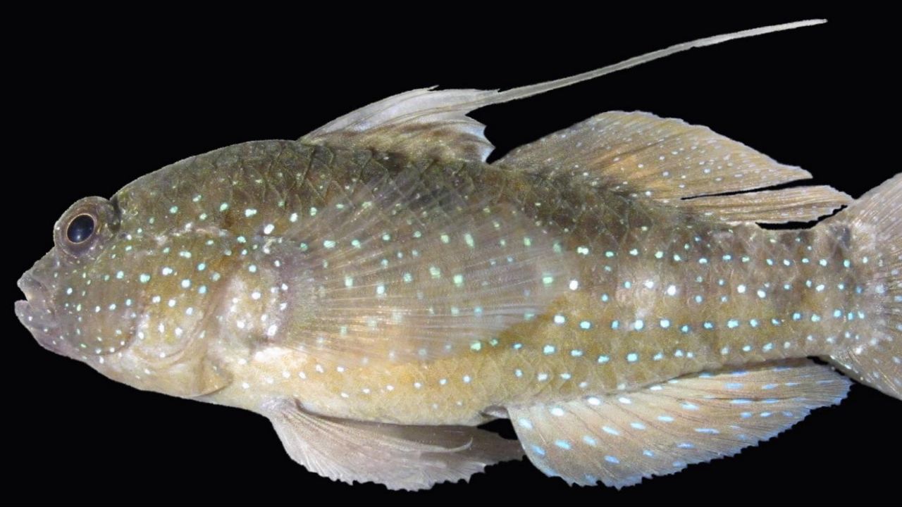 The starry goby (Asterropteryx semipunctatus) is among the first species whose fibroblasts have been cryopreserved and are destined for long term storage in the lunar biorepository. (Smithsonian Institute)