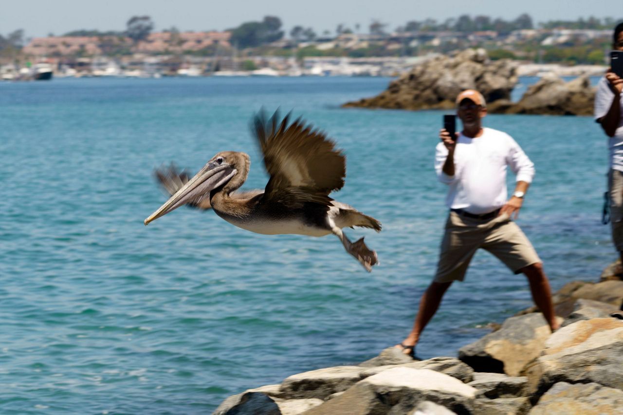 Starving California pelicans released after rehabilitation