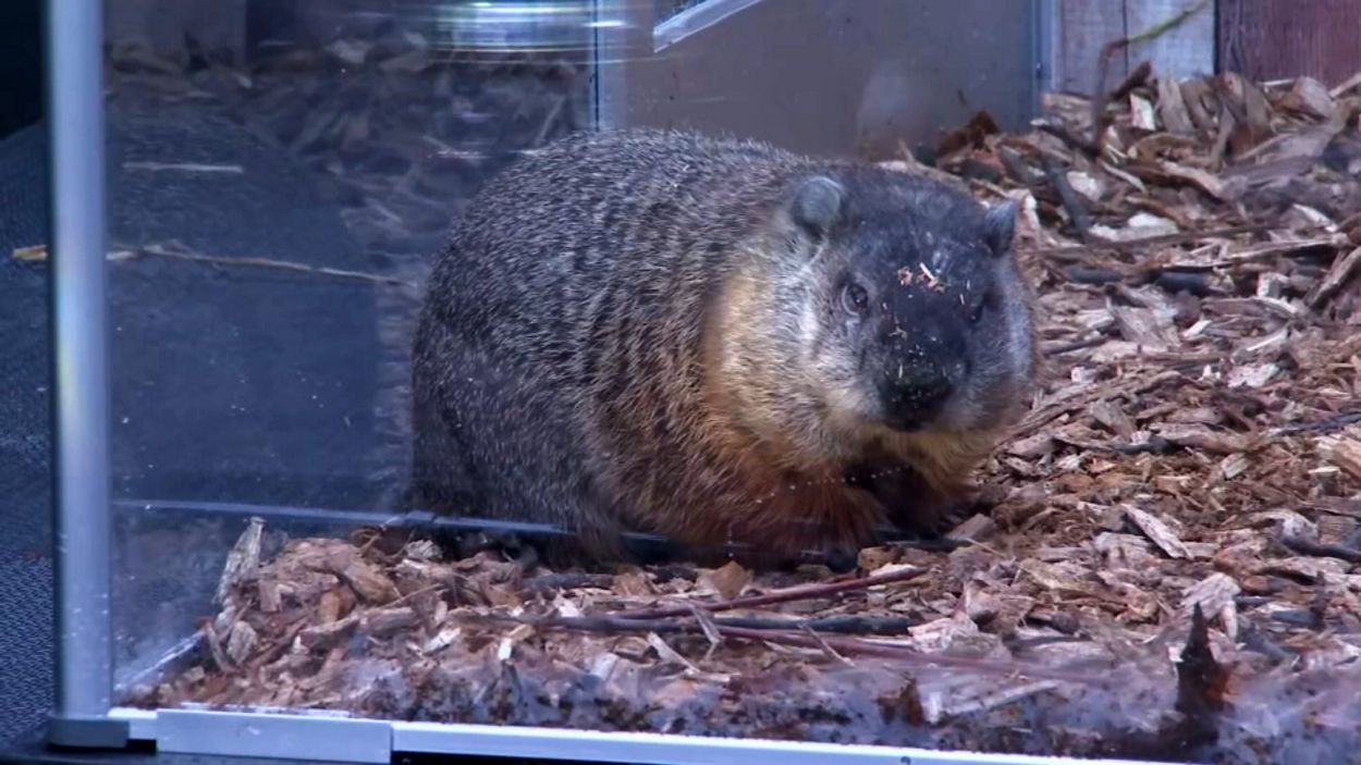 Staten Island Chuck makes his weather prediction