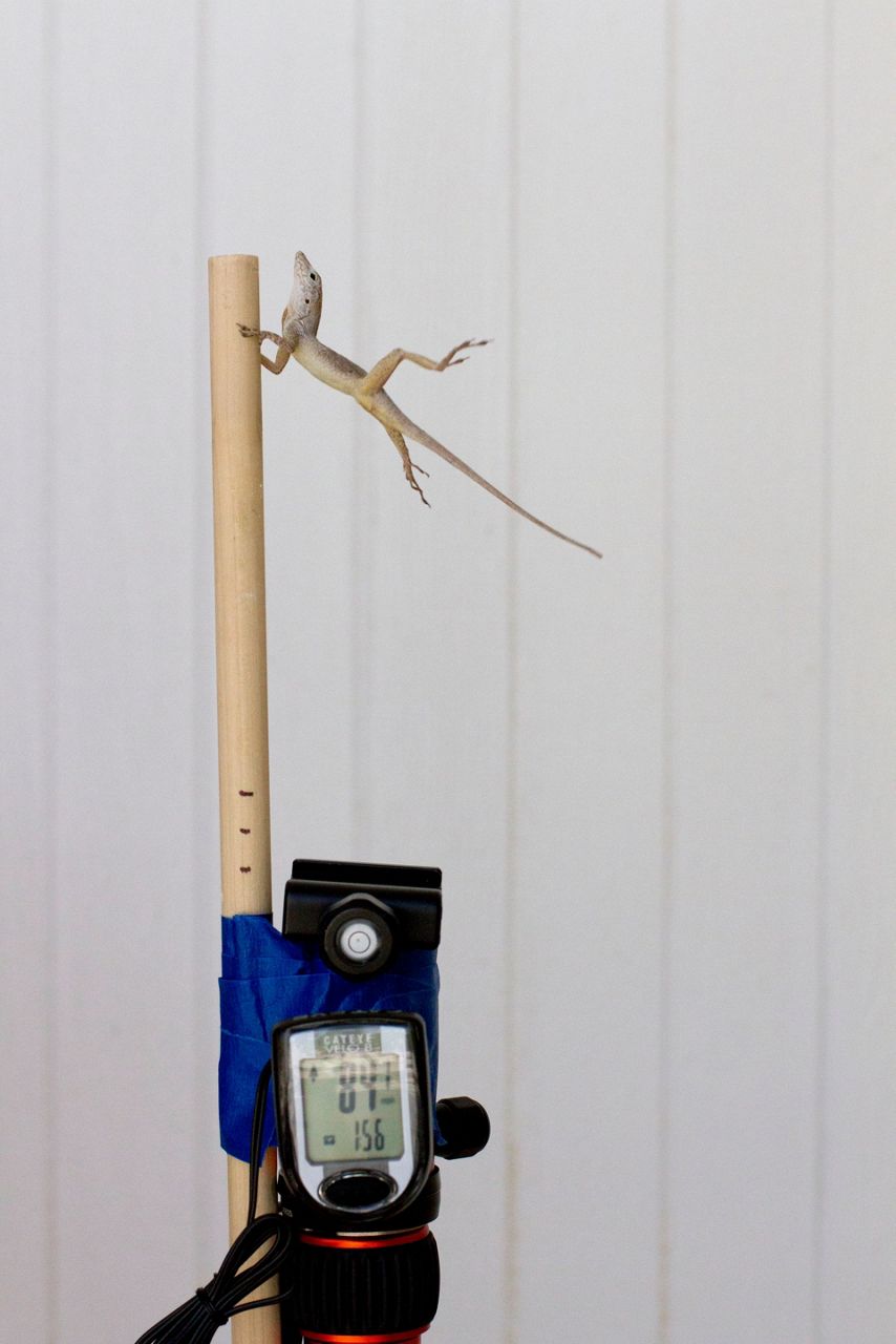 Researchers use leaf blower to see how lizards endure storms