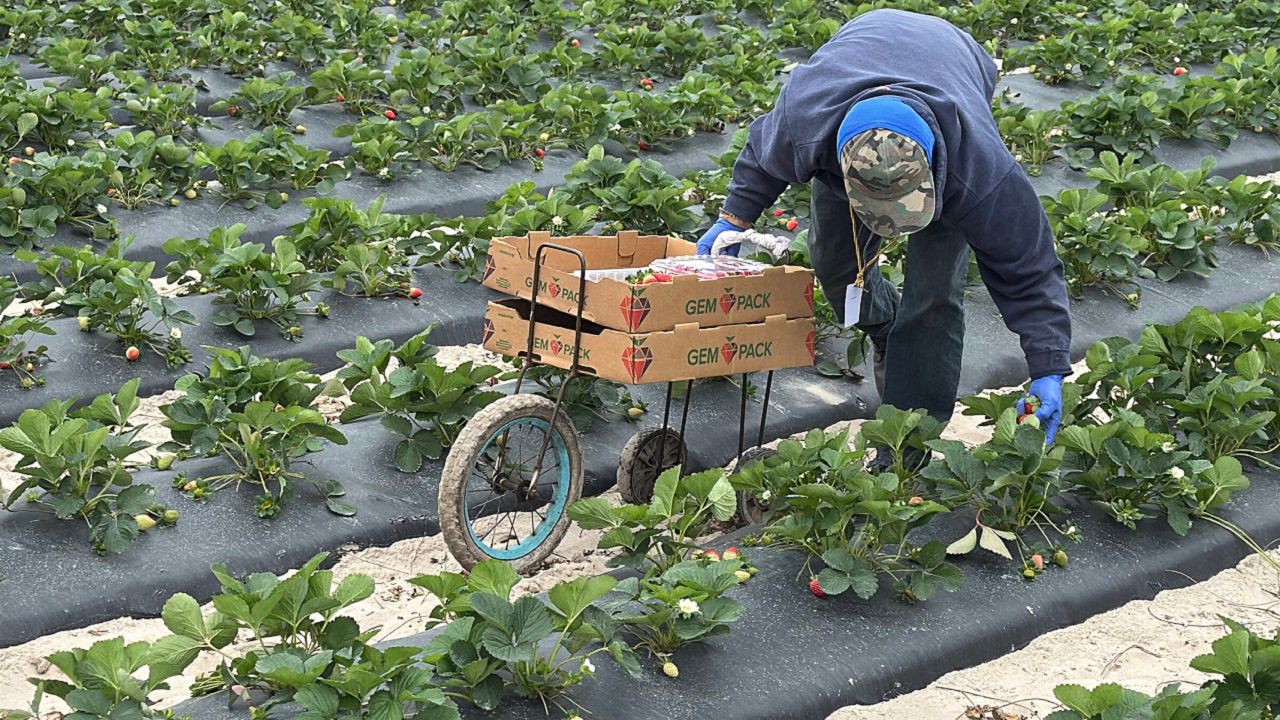 Farmers on guard as Bay area temperatures plunge