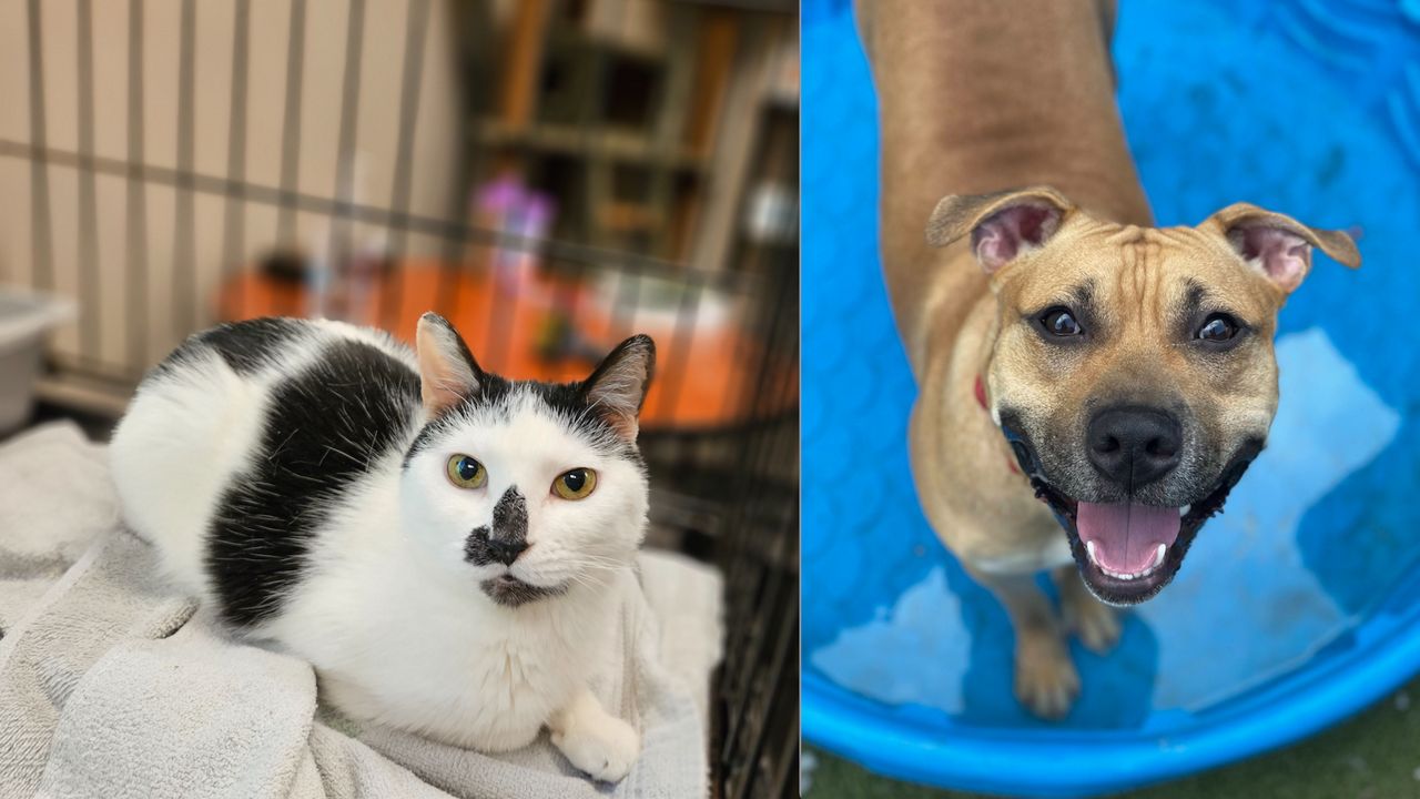 a black & white cat lies in a cage and a tan dog stands in a child's wading pool