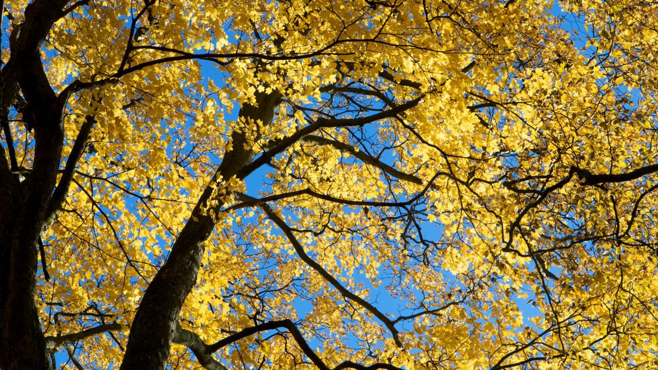 fall foliage and sun