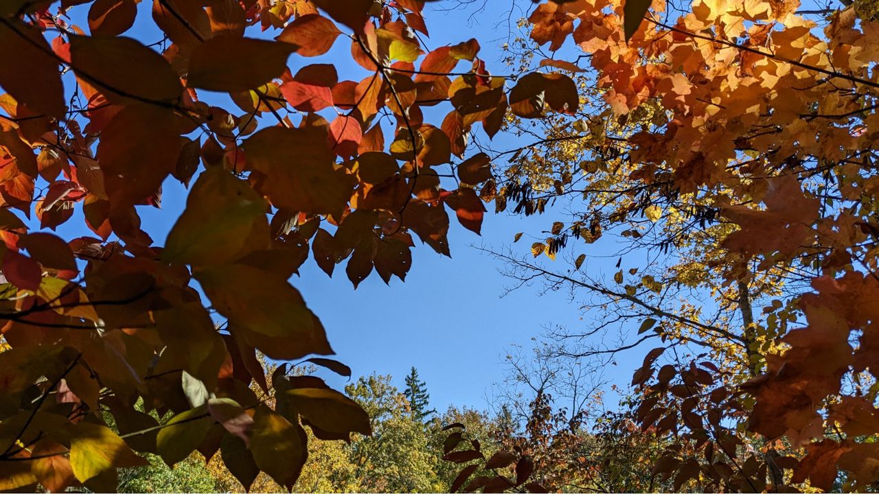 Fall leaves