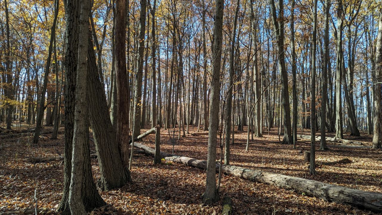 ODNR Announces Tour to Ohio Tree Farm of 2024