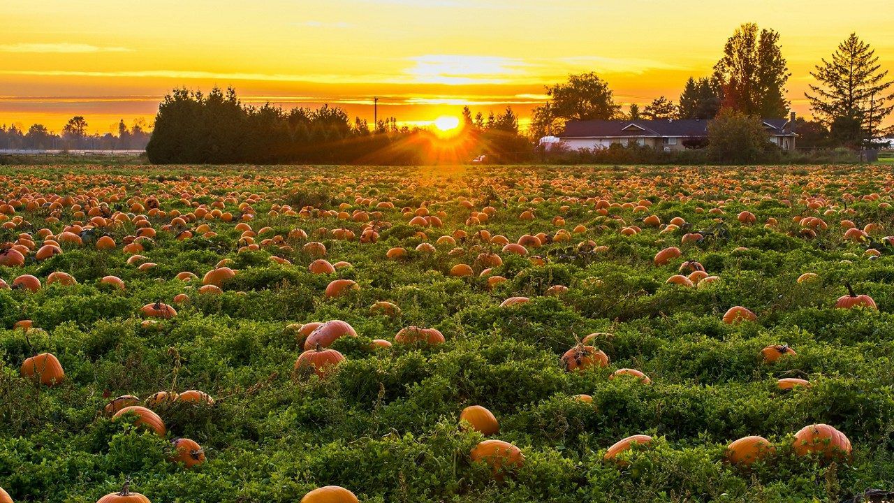 Sunrise over a dry pumpkin patch