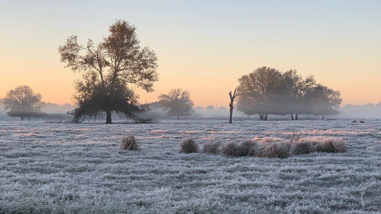 Frosty field