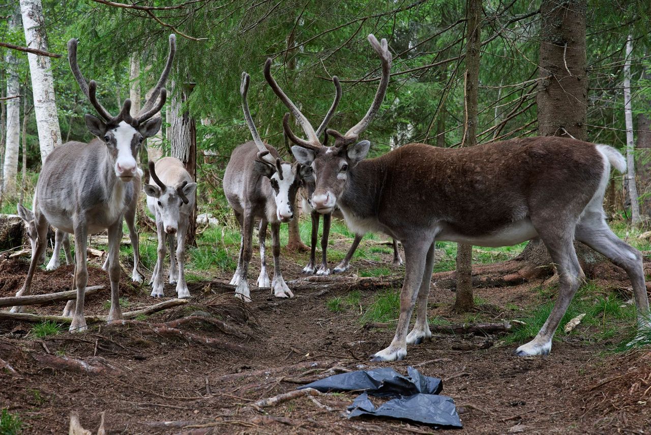 Sweden's plans to mine rare-earth minerals could ruin the lives of ...