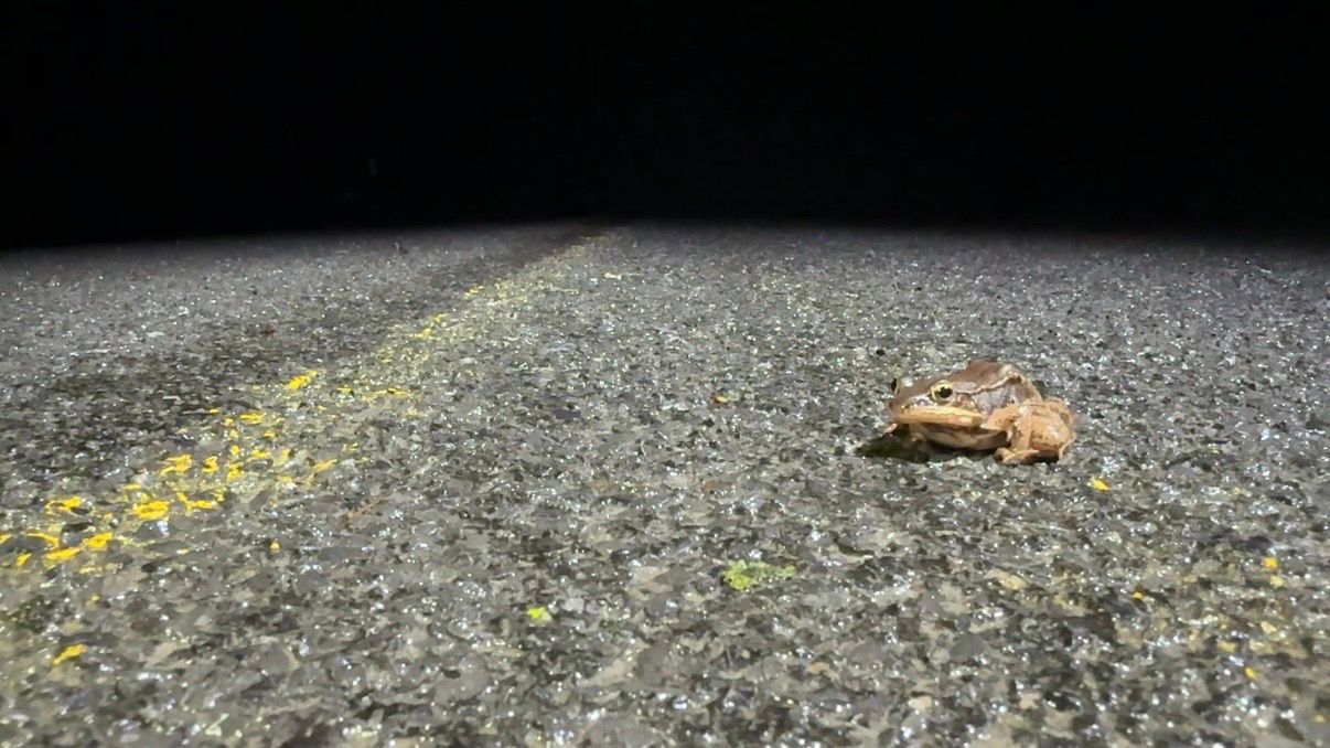 A toad stops in the middle of the road. (Spectrum News/Natalie Mooney)