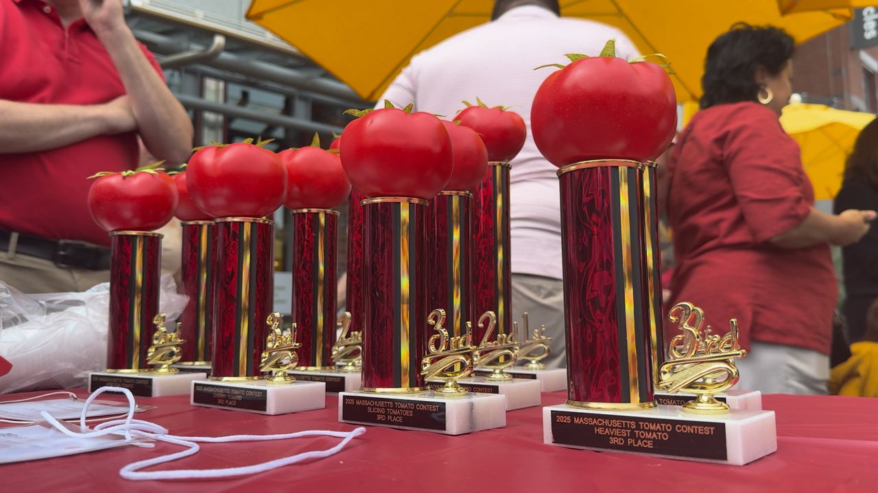 Massachusetts' best tomatoes tested at annual competition in Boston