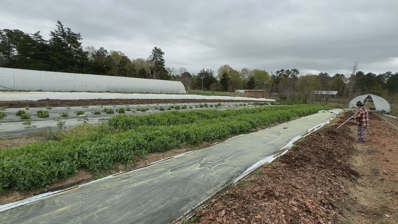 Sirr Sirr Thart, who fled war in Myanmar, prepares a farm bed at Transplanting Traditions Community Farm in Chapel Hill. (Spectrum News 1/Rob Wu)